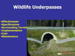 Wildlife Underpasses