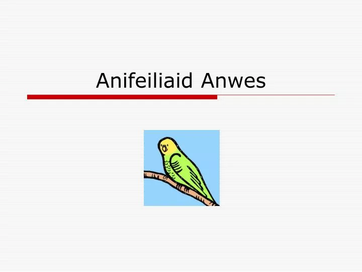 anifeiliaid anwes