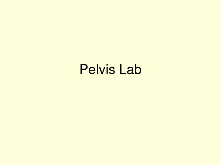 pelvis lab