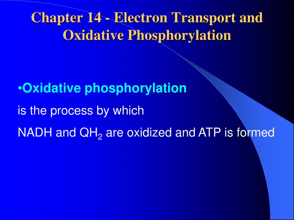 PPT - Chapter 14 - Electron Transport and Oxidative Phosphorylation ...