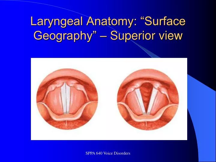 laryngeal anatomy surface geography superior view