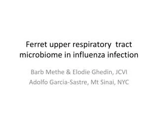 Ferret upper respiratory tract microbiome in influenza infection