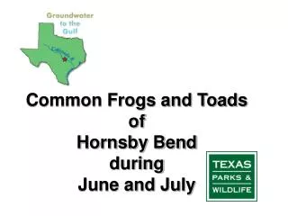 Common Frogs and Toads of Hornsby Bend during June and July