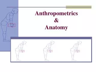 Anthropometrics &amp; Anatomy