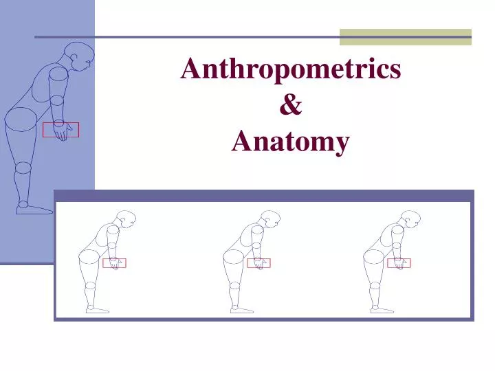 anthropometrics anatomy