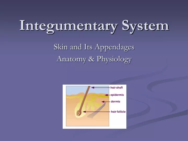 integumentary system