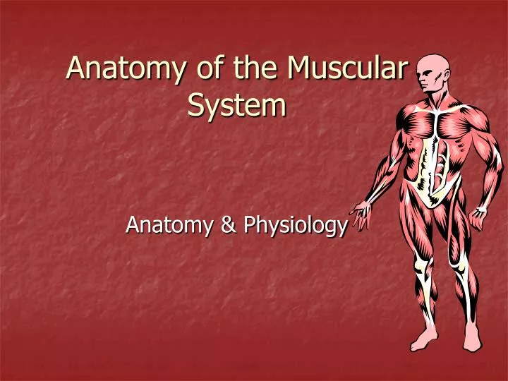 anatomy of the muscular system