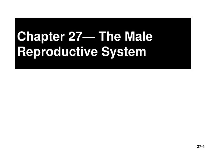 chapter 27 the male reproductive system