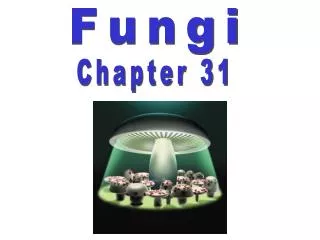 Fungi