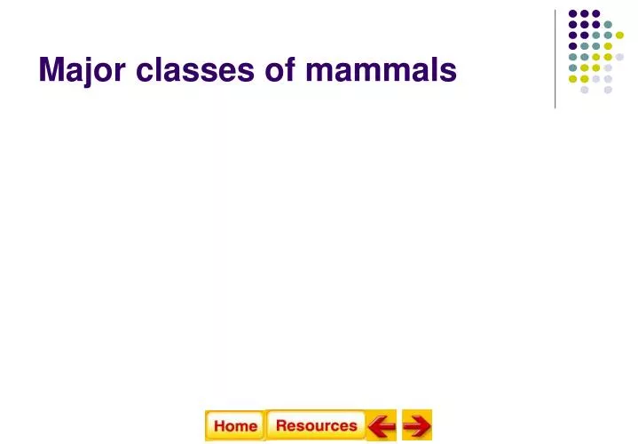 major classes of mammals