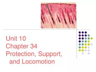 Unit 10 Chapter 34 Protection, Support, and Locomotion