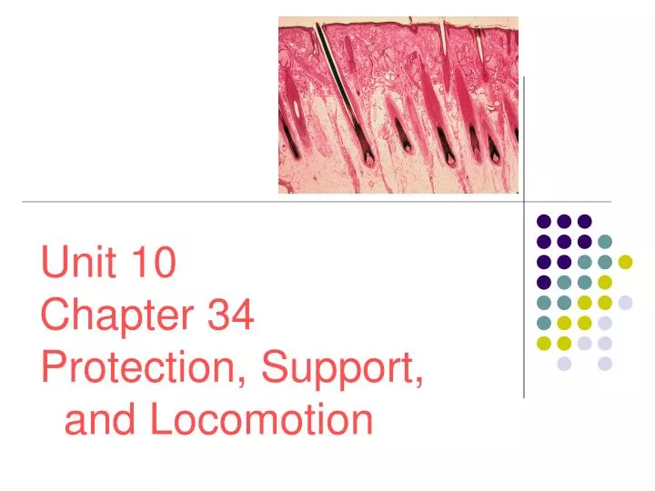 unit 10 chapter 34 protection support and locomotion