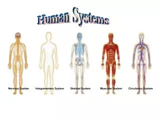 Nervous System