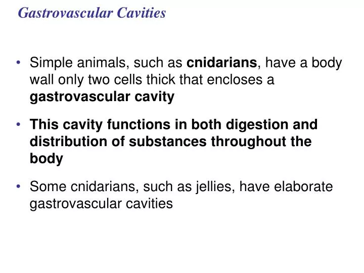 gastrovascular cavities