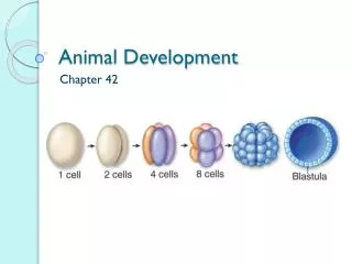 Animal Development