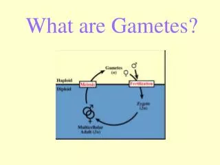 What are Gametes?