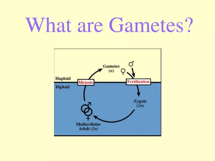 what are gametes