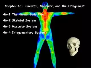 Chapter 46: Skeletal, Muscular, and the Integument
