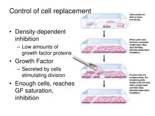 Control of cell replacement