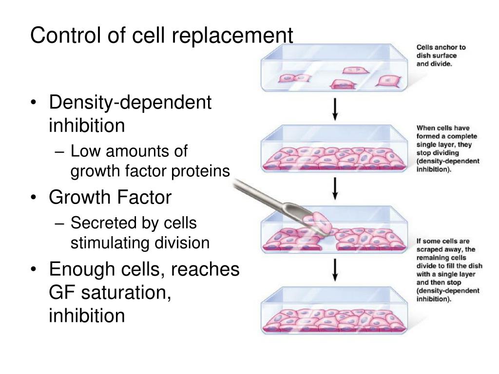 PPT - Control of cell replacement PowerPoint Presentation, free ...