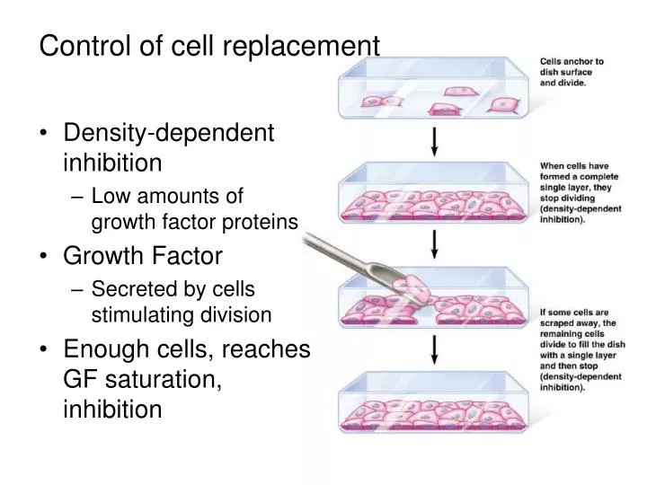 control of cell replacement