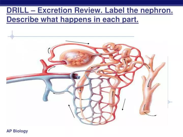 drill excretion review label the nephron describe what happens in each part