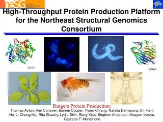 High-Throughput Protein Production Platform for the Northeast Structural Genomics Consortium