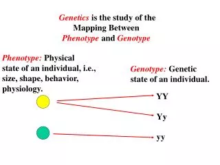 Genetics is the study of the Mapping Between Phenotype and Genotype