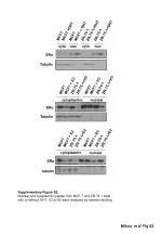 Western Blot Analysis of ERα in MCF-7 and ZR-75-1 Cells Treated with Hormonal Agents - slide 1