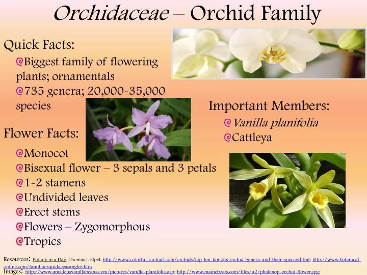 orchidaceae orchid family