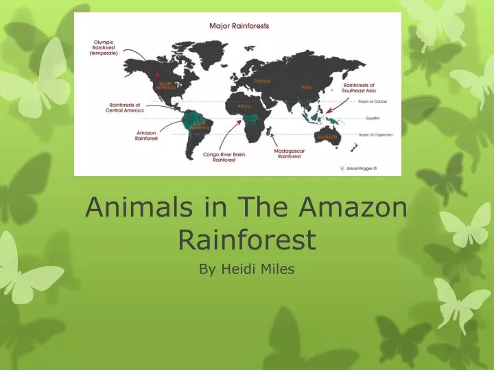 animals in the amazon rainforest
