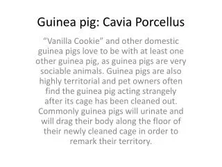 Guinea pig: Cavia Porcellus