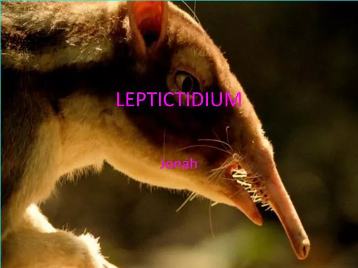 leptictidium