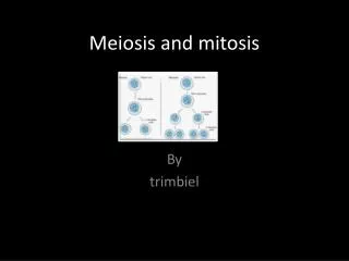 Meiosis and mitosis