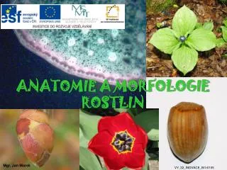 anatomie a morfologie rostlin