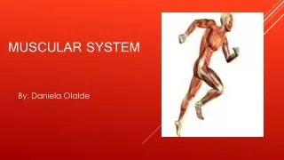 Muscular system