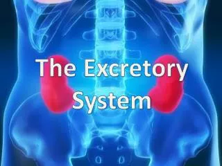The Excretory System