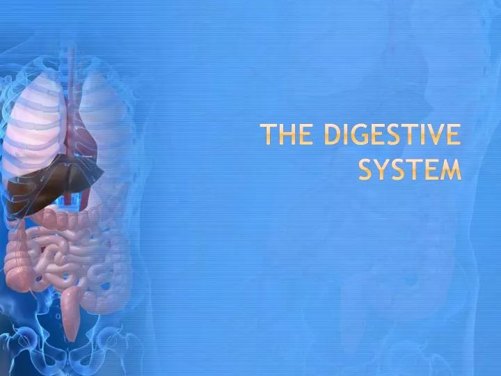 the digestive system