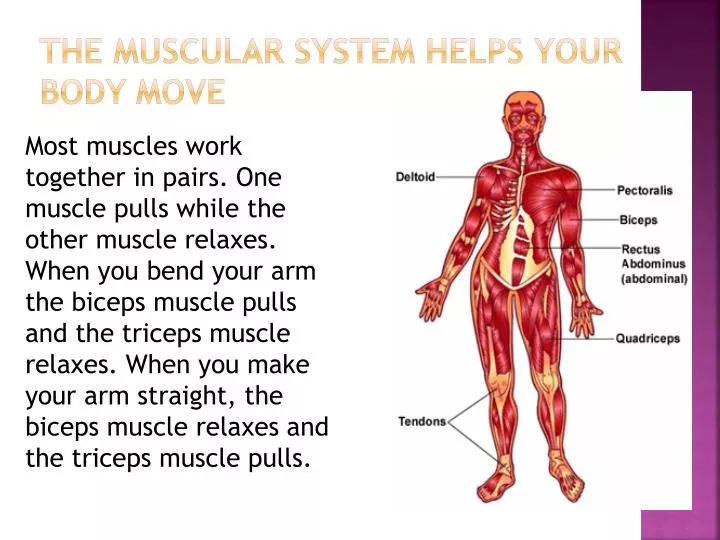 the muscular system helps your body move