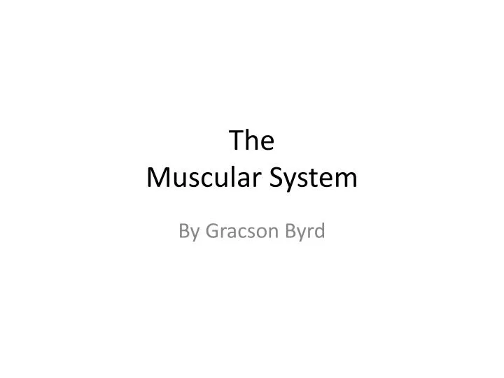 the m uscular system