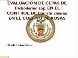 evaluaci n de cepas de trichoderma spp en el control de botrytis cinerea en el cultivo de rosas