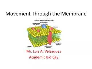 Movement Through the Membrane