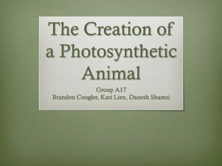 the creation of a photosynthetic animal