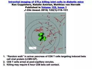 Intravital imaging of CTLs killing islet cells in diabetic mice