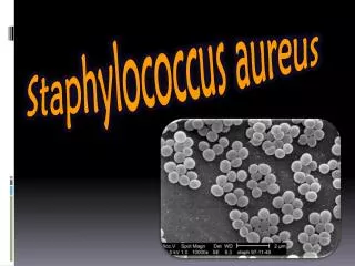 staphylococcus aureus