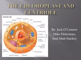 The Chloroplast and Centriole
