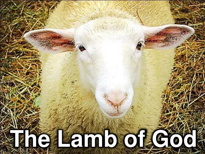the lamb of god