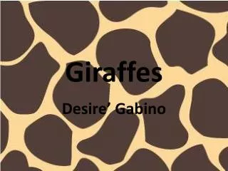 Giraffes