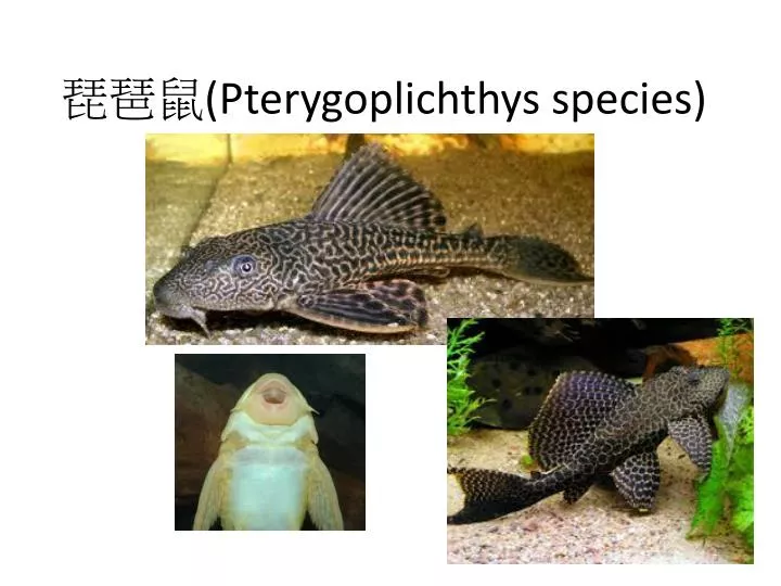 pterygoplichthys species