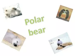 Polar bear